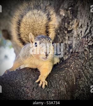 A California fox squirrel is posing for a photo in a tree. Stock Photo