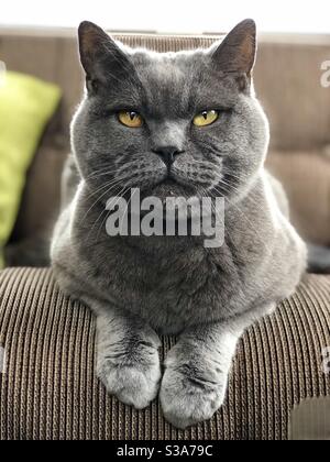 British blue shorthair cat Stock Photo