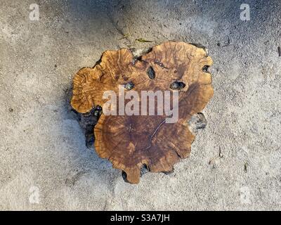 Overhead view of an interesting tree trunk, cut through the middle and the surface polished Stock Photo