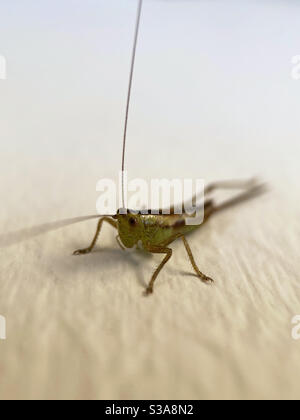 Up close of grasshopper Stock Photo