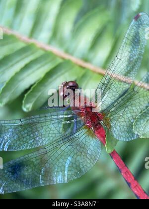Up close of dragonfly Stock Photo