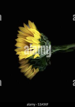Single sunflower on solid black mirrored surface Stock Photo
