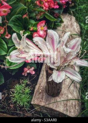 Spider lily blossoms in a vase beside flower bed of begonias Stock Photo