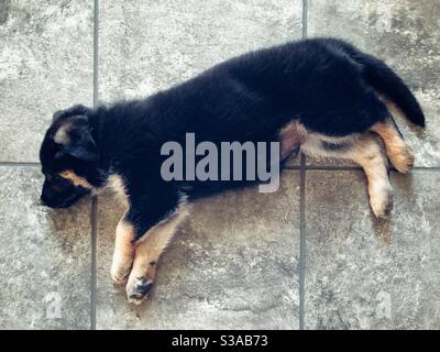 8 week old German shepherd puppy sleeping in grey tile floor Stock Photo