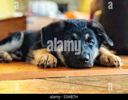 German Shepherd puppy laying down on the floor Stock Photo