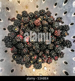 Blackberries freshly picked and washed in a plastic colander Stock Photo