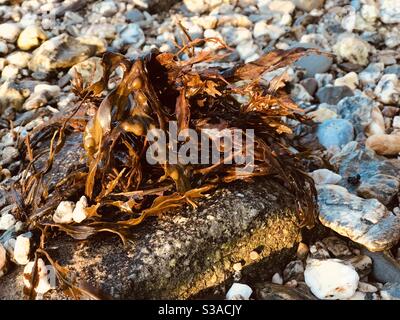 Loe Beach seaweed shape Stock Photo