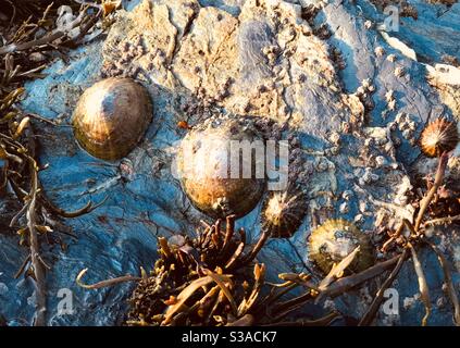 limpets at low tide on Loe Beach Stock Photo