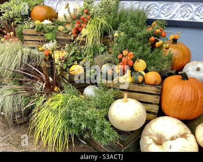 Autumnal pumpkins Stock Photo