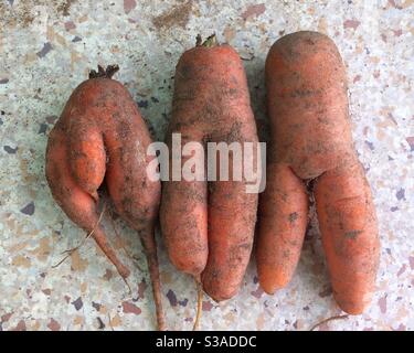 Suggestive carrots Stock Photo