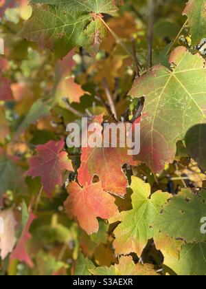 Changing sugar maple leaves in autumn Stock Photo