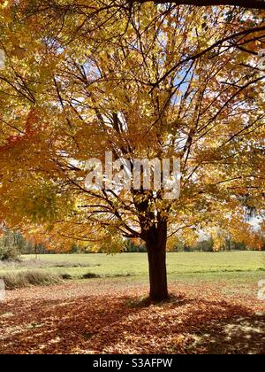Sugar maple tree in fall Stock Photo