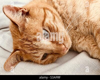 Tabby cat looking thoughtful Stock Photo