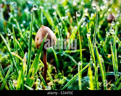 Psilocybin mushrooms, known as magic mushrooms or shrooms in morning dew. Stock Photo