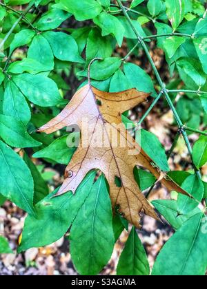 An oak leaf resting on a bed of green leaves. Stock Photo