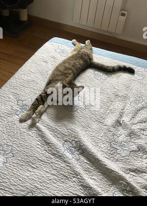 Chat Tigre Hi Res Stock Photography And Images Alamy