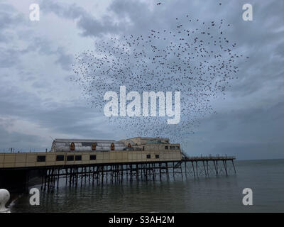 Aberystwyth, West Wales, UK. Monday 19th October 2020. News: starlings burst out from under the Royal Pier a beautiful murmuration. Photo Credit ©️Rose Voon / Alamy Live News. Stock Photo