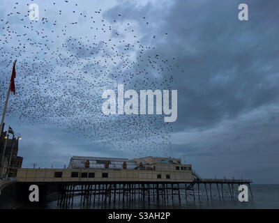 Aberystwyth, West Wales, UK. Monday 19th October 2020. News: starlings burst out from under the Royal Pier a beautiful murmuration. Photo Credit ©️Rose Voon / Alamy Live News. Stock Photo