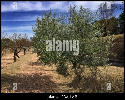 Fresh green olives on the tree, Catalonia, Spain. Stock Photo
