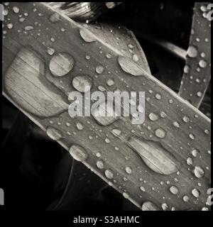 Rain on an Iris leaf, Catalonia, Spain. Stock Photo
