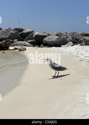 Seagull with its beak wide open standing on the sand Stock Photo