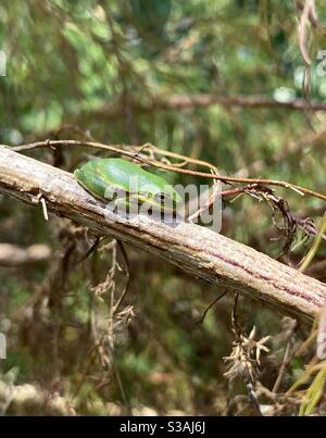 Baby green tree frog resting on a stick in the forest Stock Photo