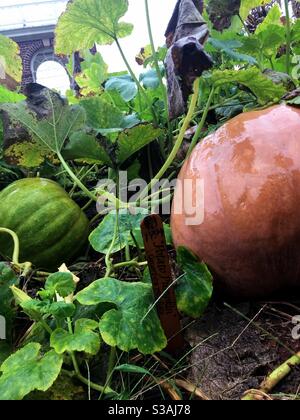 Giant pumpkins growing in Thomas Jefferson’s garden at Monticello. Stock Photo