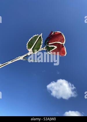 Still life of a glass gold plated rose with deep blue sky with Stock Photo