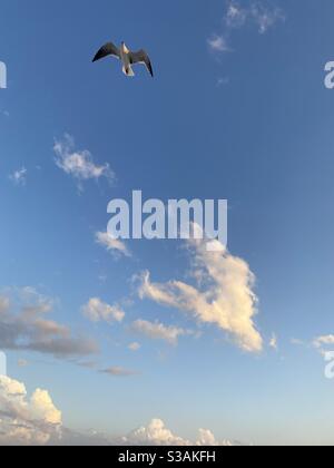 Seagull inflight with evening blue skies and white clouds Stock Photo