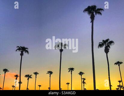 Palm trees at sunset in Arizona Stock Photo