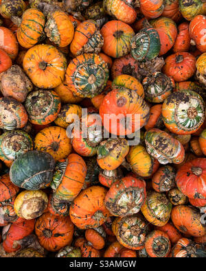 Orange autumnal gourds. Stock Photo