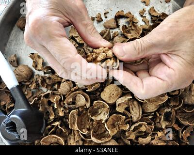 Hands of a person who is cracking walnuts Stock Photo