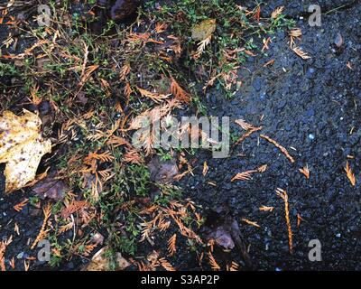 Plant growing out of cracks in pavement with fallen autumn leaves.on rainy day. Stock Photo