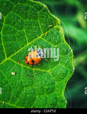 Ladybird on a leaf Stock Photo