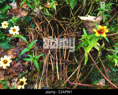 Bright yellow and orange flowers separated from bright white flowers by wild roots on rainy day. Stock Photo