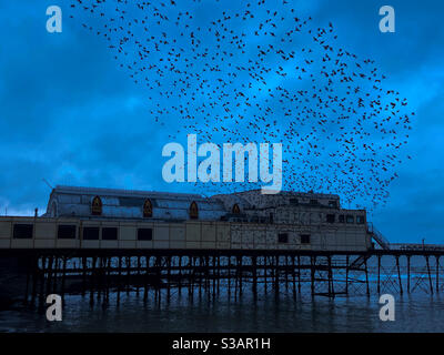 Aberystwyth, West Wales, UK. Tuesday 27th October 2020. News: thousands of starlings burst out from under The Royal Pier. Photo Credit ©️Rose Voon / Alamy Live News. Stock Photo