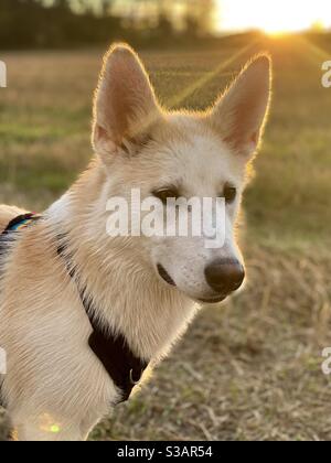 Beautiful 5 month old Alaskan shepherd husky cross puppy on alert in a field at sunset on an autumn afternoon during golden hour Stock Photo