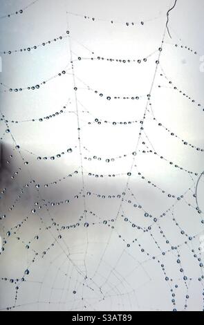 Spider webs Stock Photo