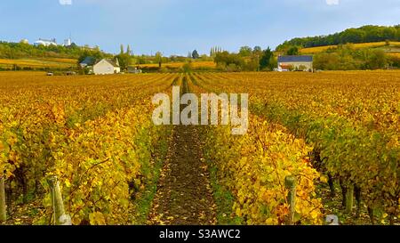 Grape vines in Autumn the Maine-et-Loire France Stock Photo