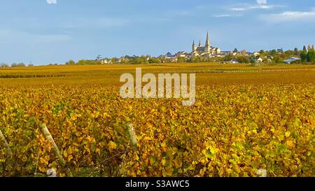 Grape vines in Autumn the Maine-et-Loire France Stock Photo