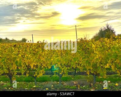 Grape vines in Autumn Stock Photo