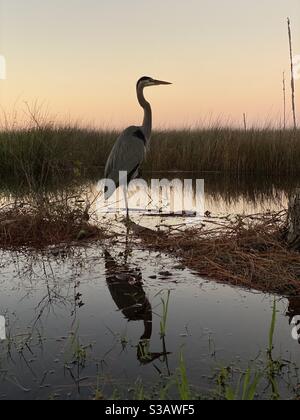 Great blue heron with reflection onto water with late sunset skies Stock Photo