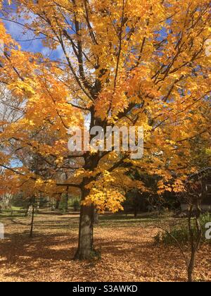 Autumn fall foliage in full bloom Stock Photo