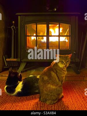Cats roasting themselves in front of log fire Stock Photo