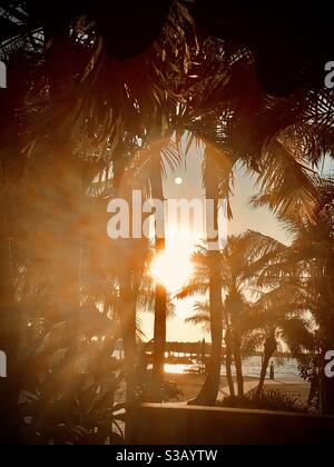 Sun setting between palms and the bay in Key Largo, Florida. Stock Photo