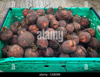 A container of freshly harvested organic golden beetroot Stock Photo