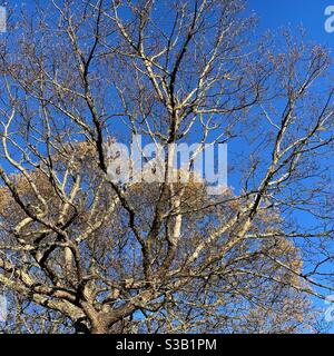 Tree branches against a blue sky Stock Photo