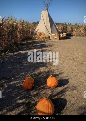 Three orange pumpkins covered by the shadows of the leaves of the corn plants from the left of the photo are the foreground and extend to the American Indian tent under the blue sky. Stock Photo