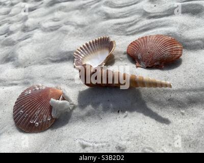Colorful seashells on textured white sand on the beach Stock Photo