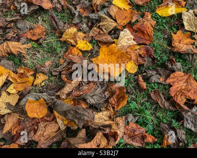 withered yellow and orange tulip tre leaves lying on the grass in the park in autumn, top view Stock Photo
